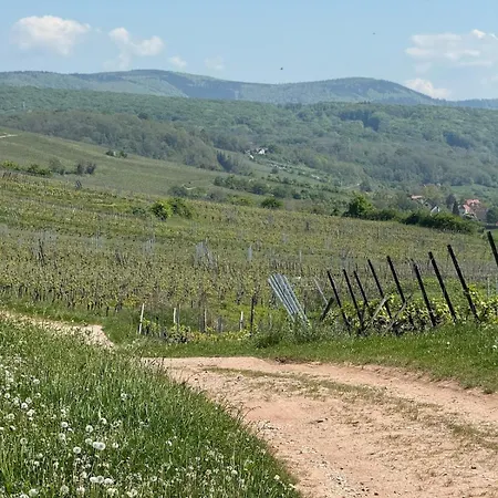 Dans Le Vignoble Proche Strasbourg