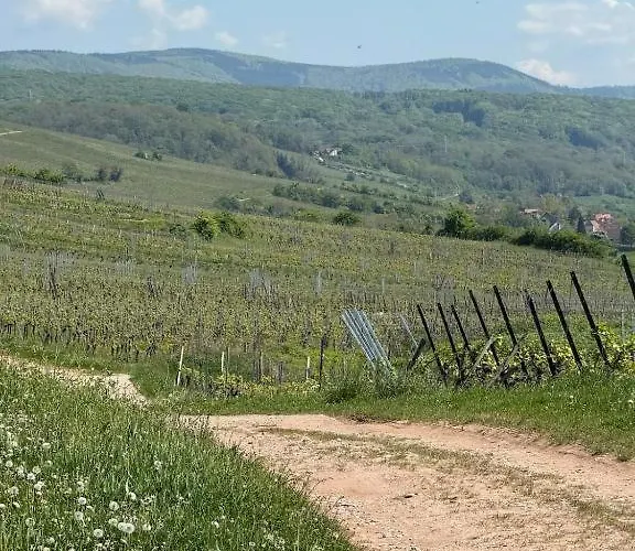 Appartement Dans Le Vignoble Proche Strasbourg *