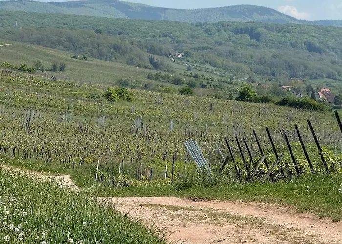 Dans Le Vignoble Proche Strasbourg